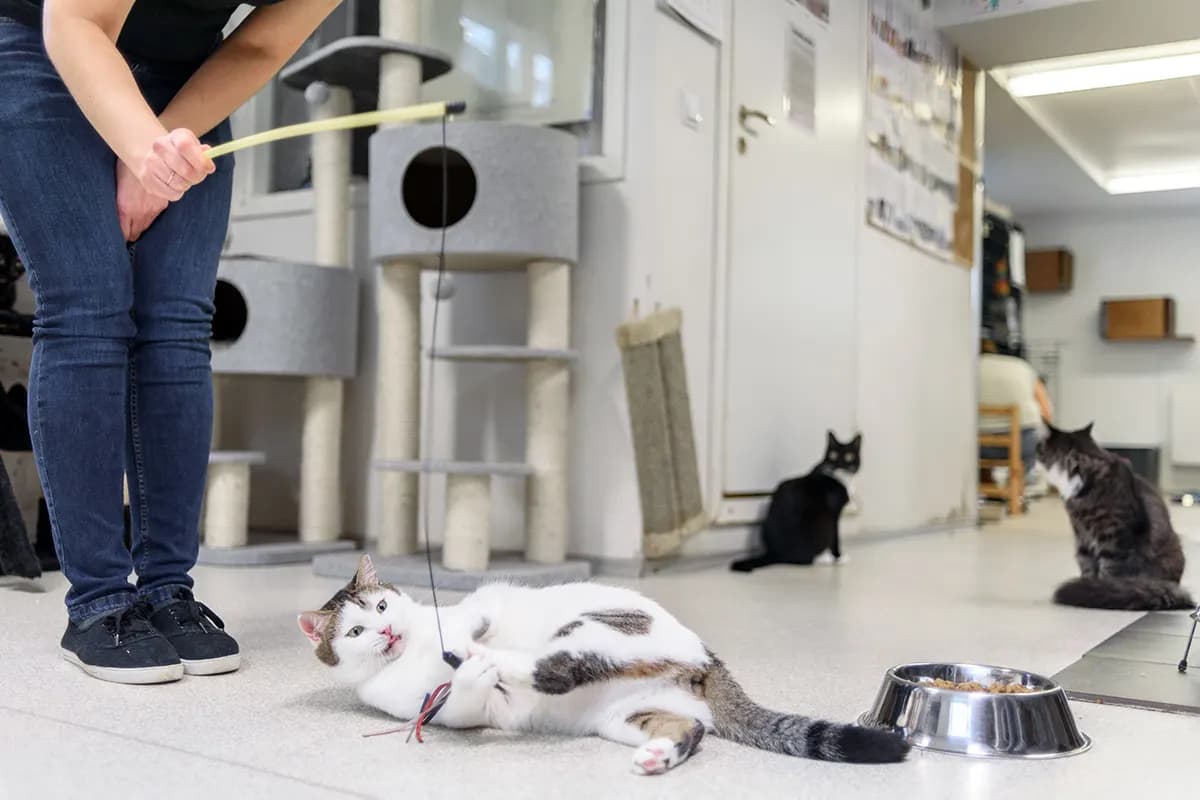 playing with shelter cats