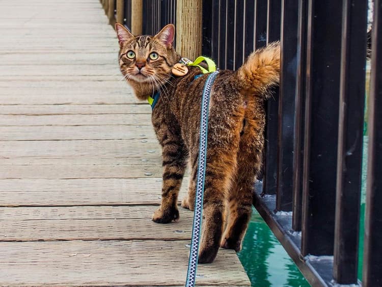 Could Your Cat Be an Adventure Cat?