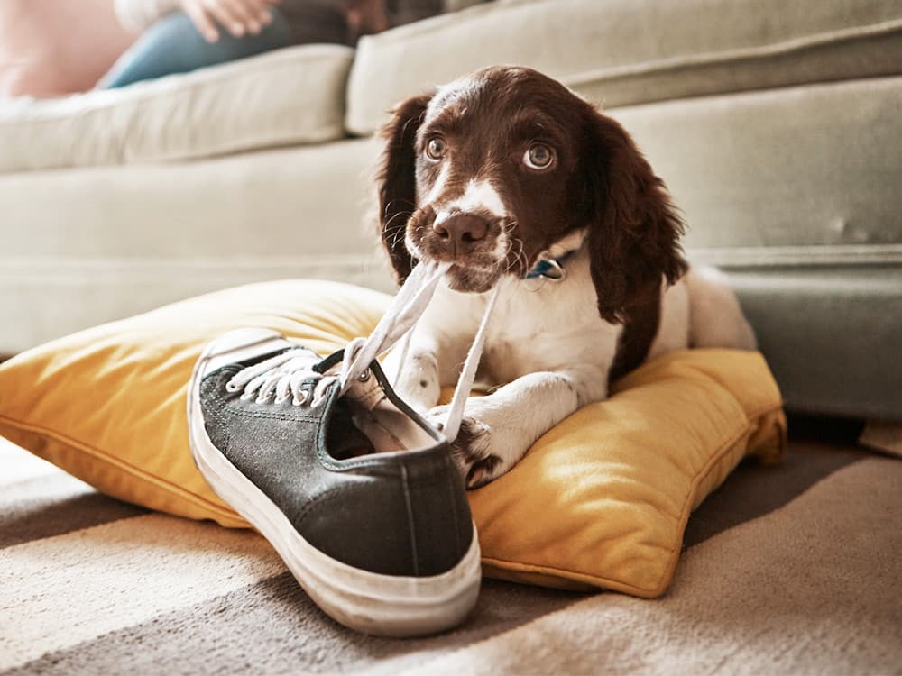 adorable dog playing with his owner's shoe