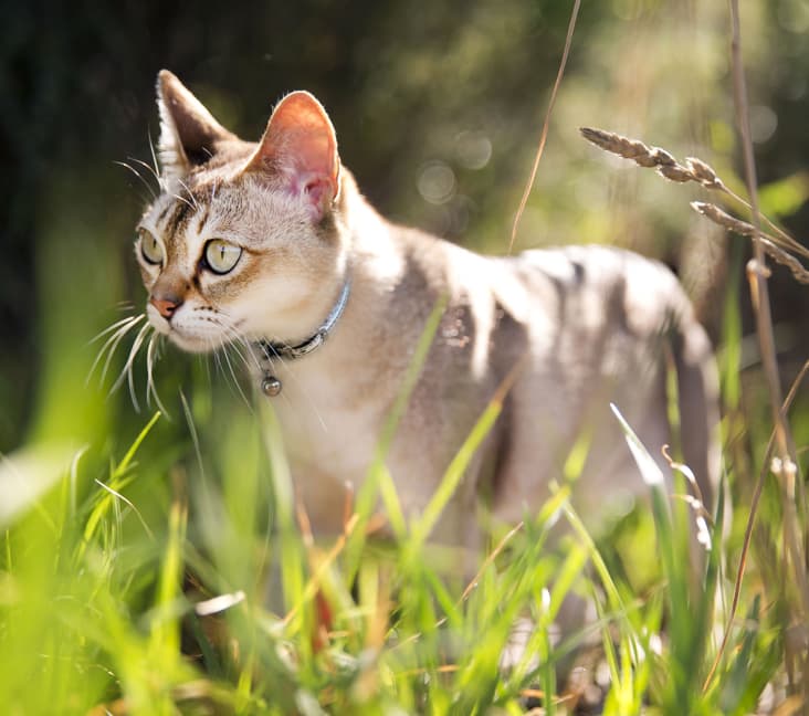 A Singapura cat standing in some tall grass.
