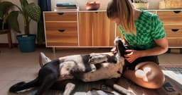 The Beginner’s Guide to Fostering a Dog