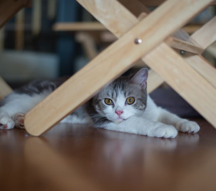 An American Wirehair cat lying down under a chair.