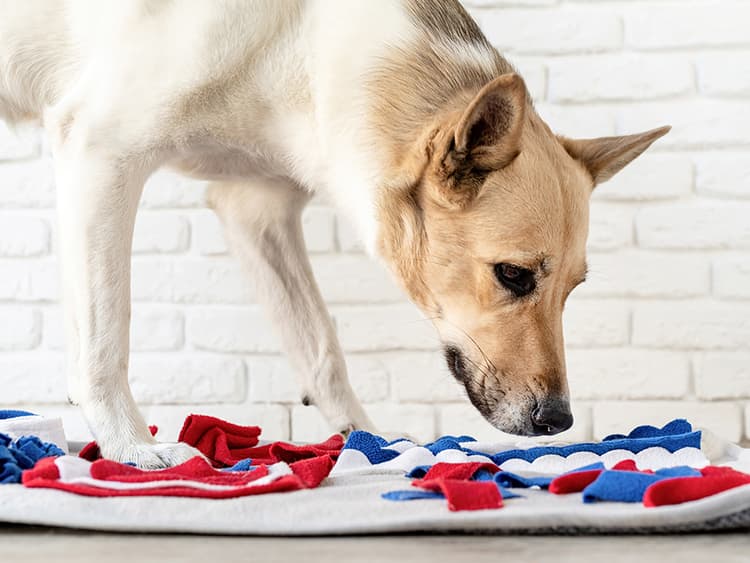 How to Help Your Bored Senior Dog Spice Up Their Life