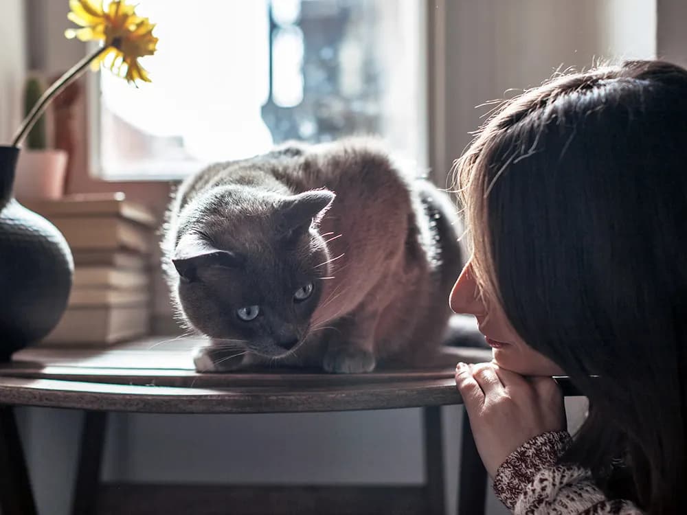 pet parent looking over to unwell cat