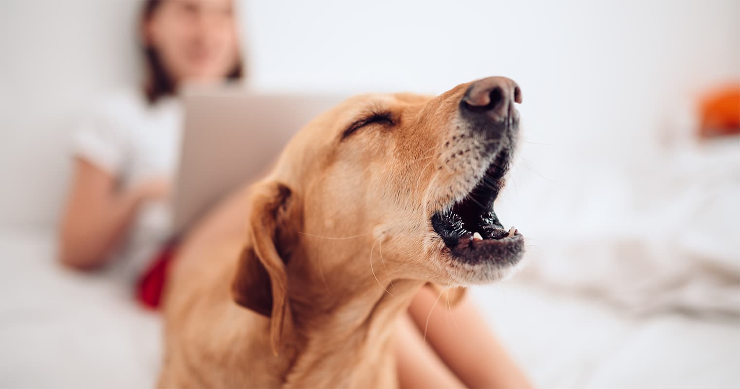 Can You be Evicted for Dog Barking?