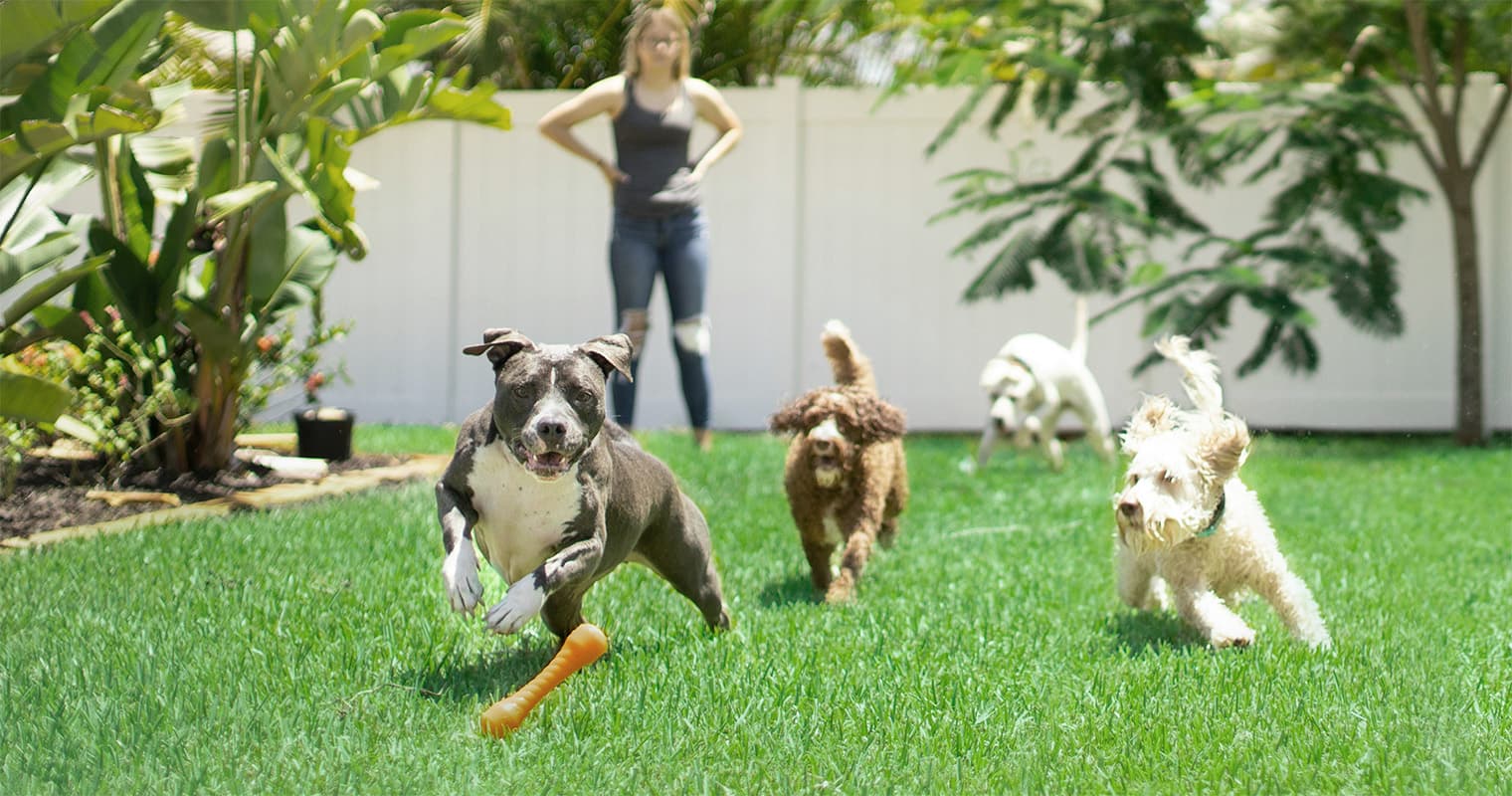 Is Doggy Daycare Good for Dogs? Tips for Choosing a Daycare