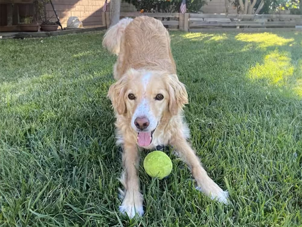 Cocker Spaniel mix dog with ball