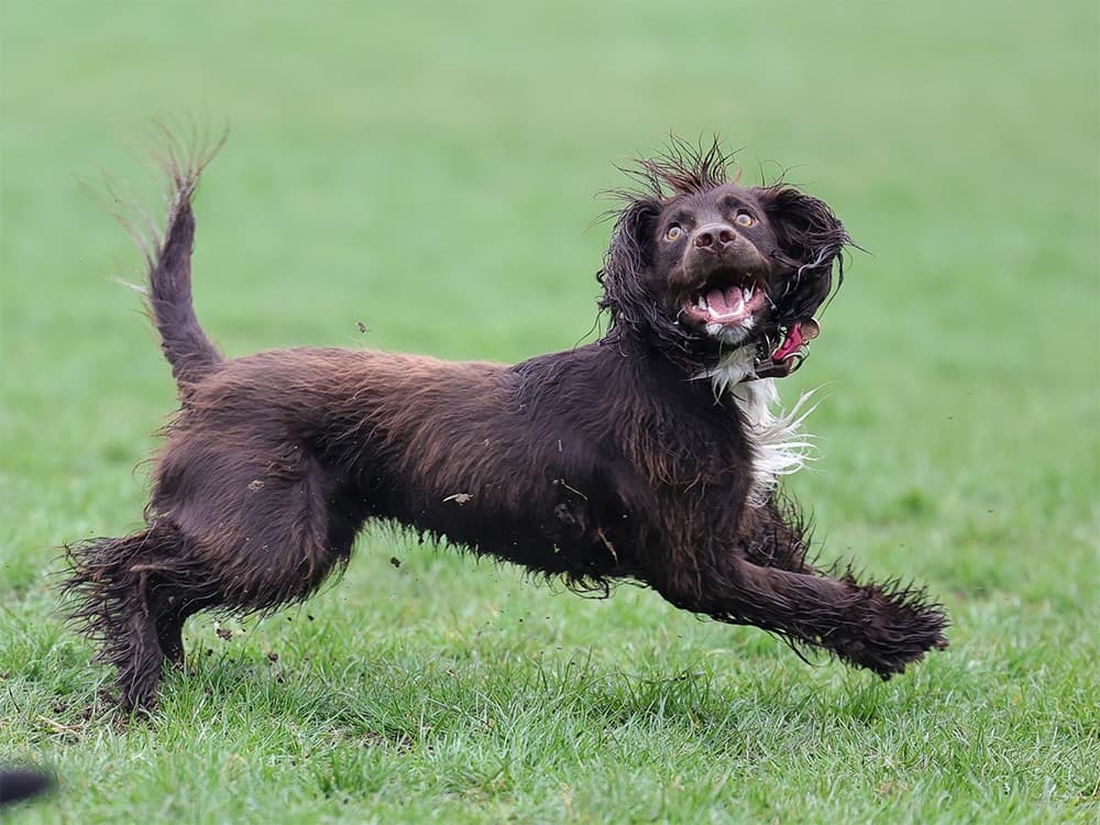 Boykin Spaniel running