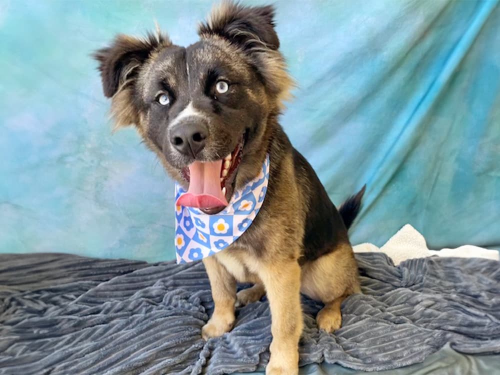 German Shepherd / Australian shepherd mix