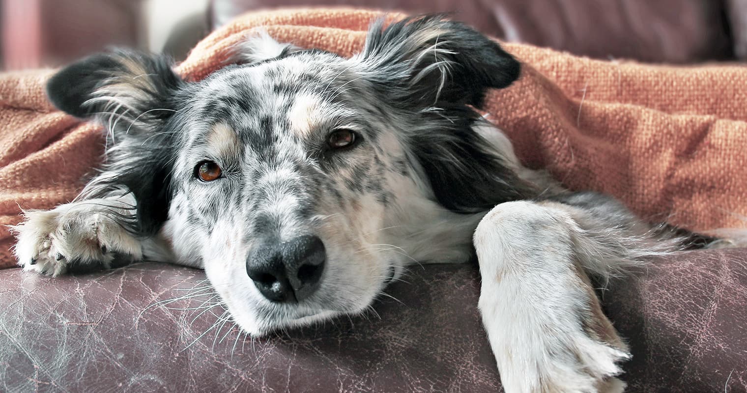 ASPCA Poison Control Hotline: When, Why, and How to Use It