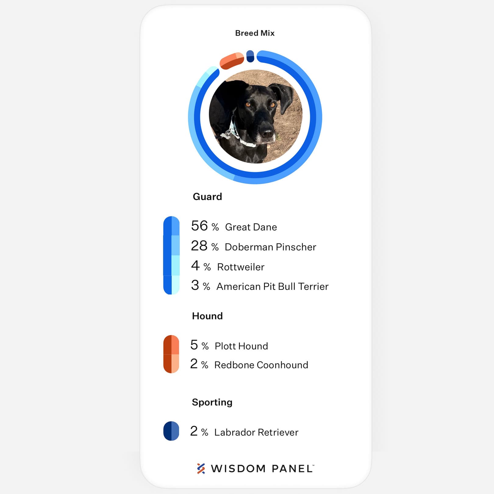 wisdom panel results for shelter dog