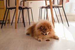 A Step-by-Step Dog Training Guide for “Leave It”