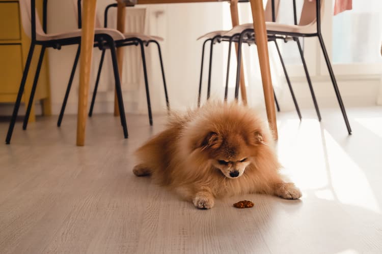 A Step-by-Step Dog Training Guide for “Leave It”