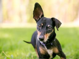 15 Amazing Facts About Dog Ears