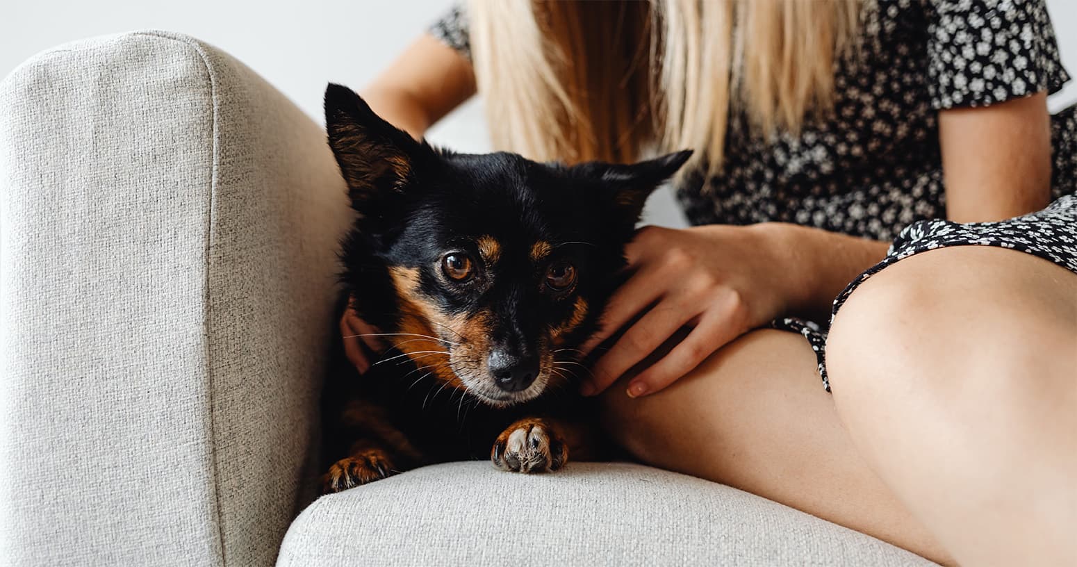 Should I Rehome My Dog? A Guide to Making the Right Choice