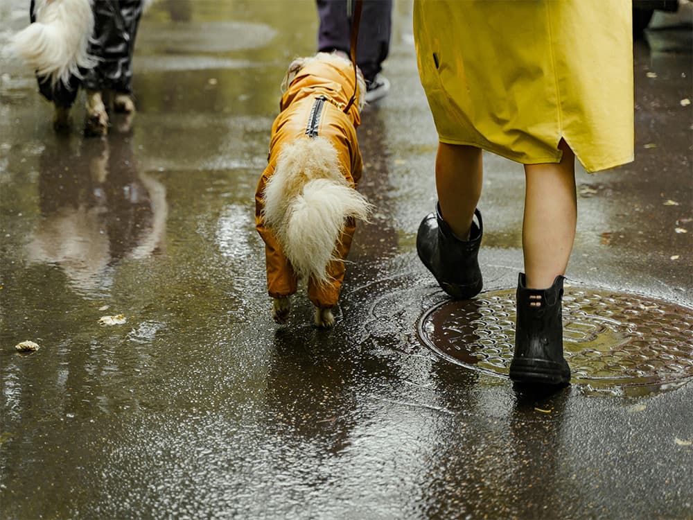 two dogs walking in puddles with their people