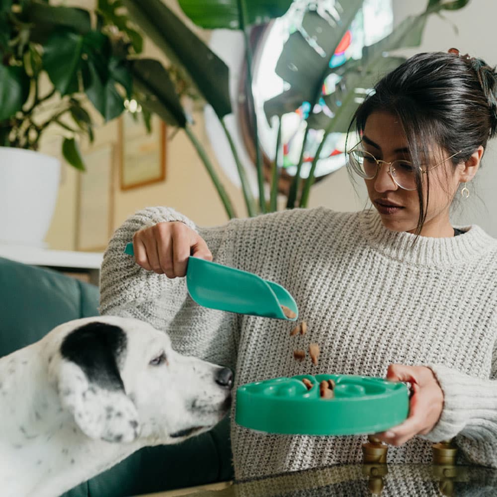 A Food Guide for New Dog Parents