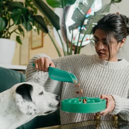 A Food Guide for New Dog Parents