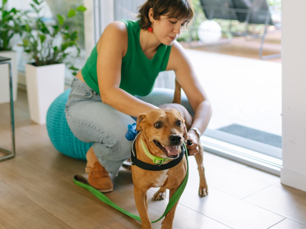Woman putting the harness and leash on her excited dog for taking a walk outdoors