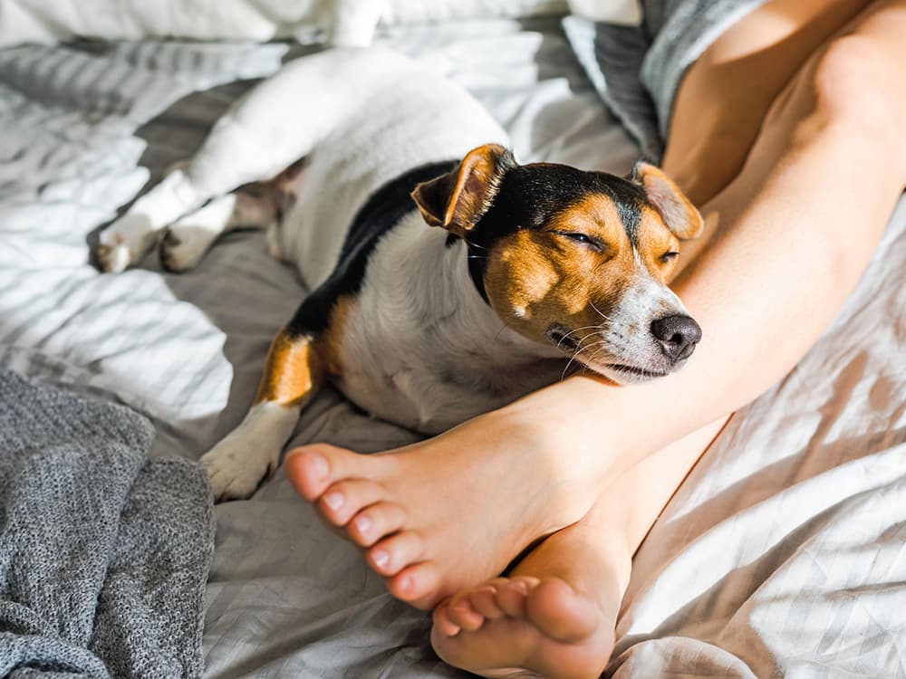 Why Does Your Dog Lick Your Legs After You Shower or Moisturize?