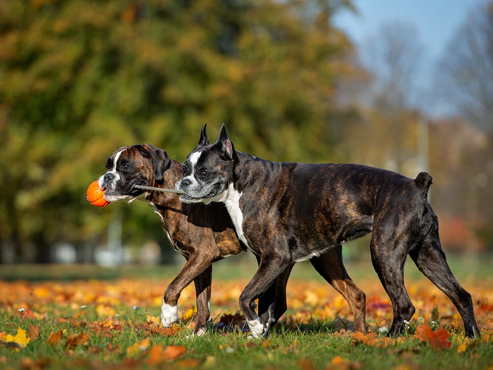 Docked Tails Play a Role in Dog Communication