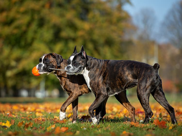 Docked Tails Play a Role in Dog Communication