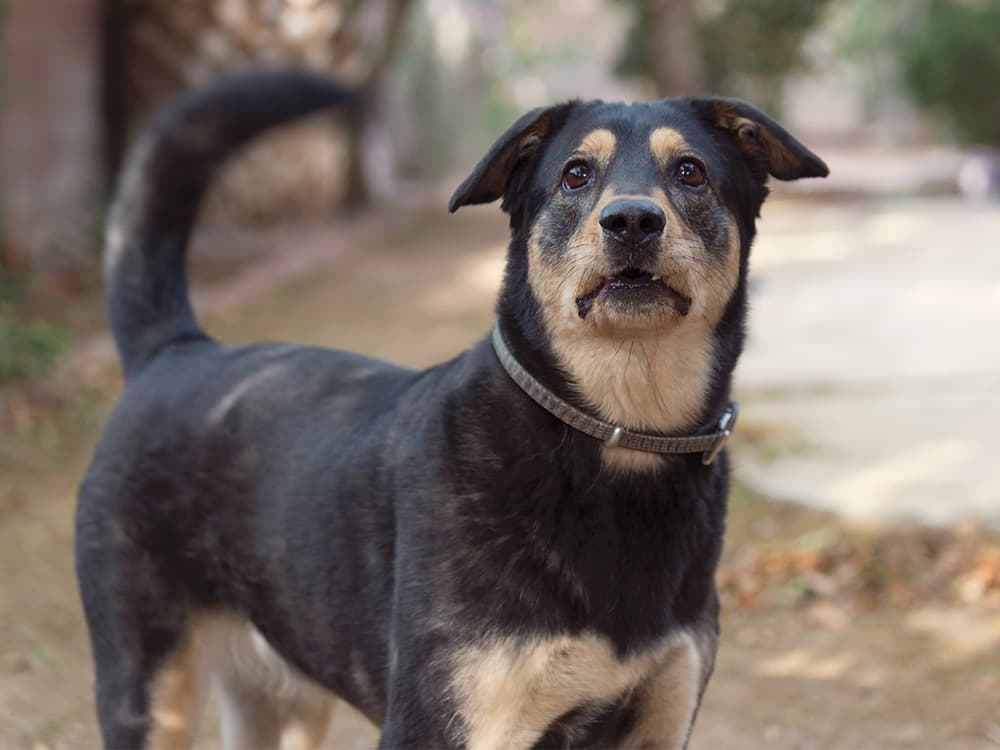 mixed breed rescue dog wags her curly tail