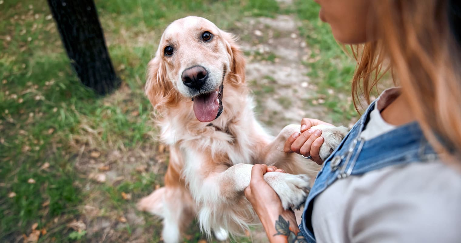 Dogs Who Look Like Golden Retrievers