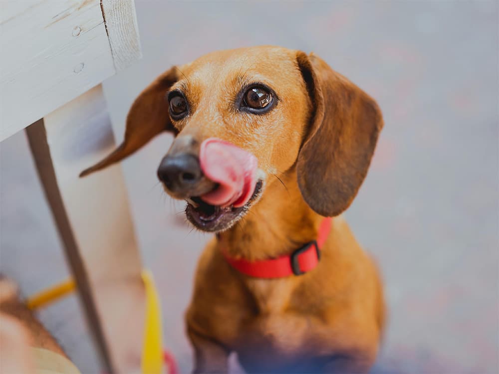 dog licking face