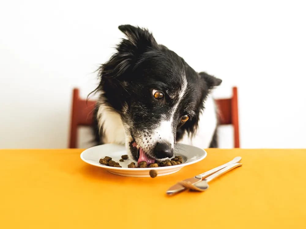 dog eating food off of plate