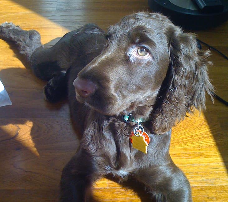 A purebred Field Spaniel dog laying down in the sun.