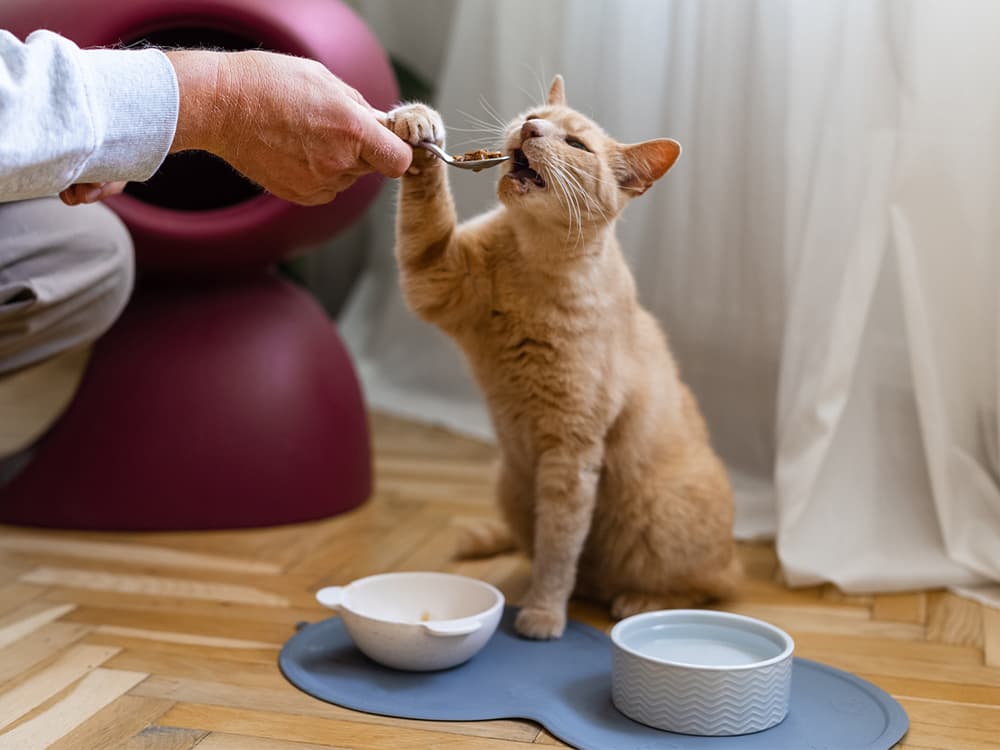 owner feeding cat with spoon