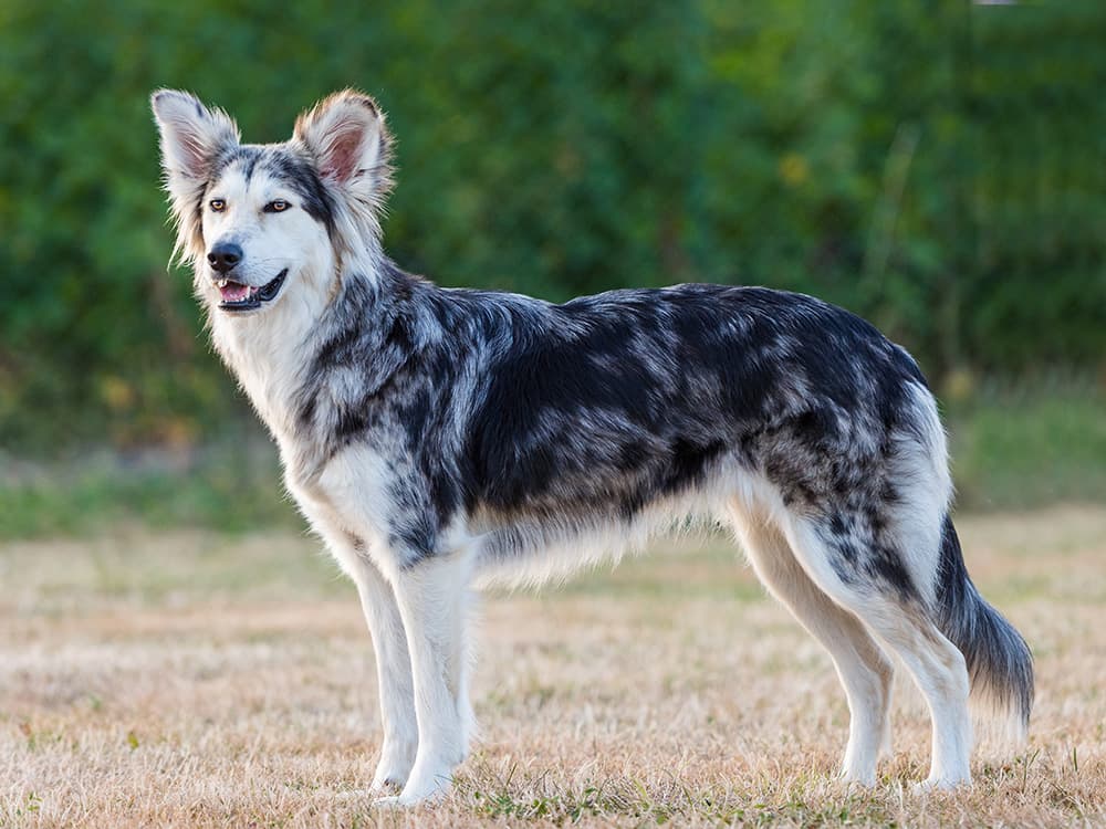 border husky