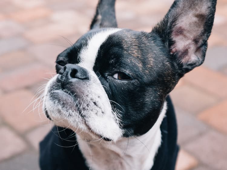 Dog Training — DIY or Hire a Pro?
