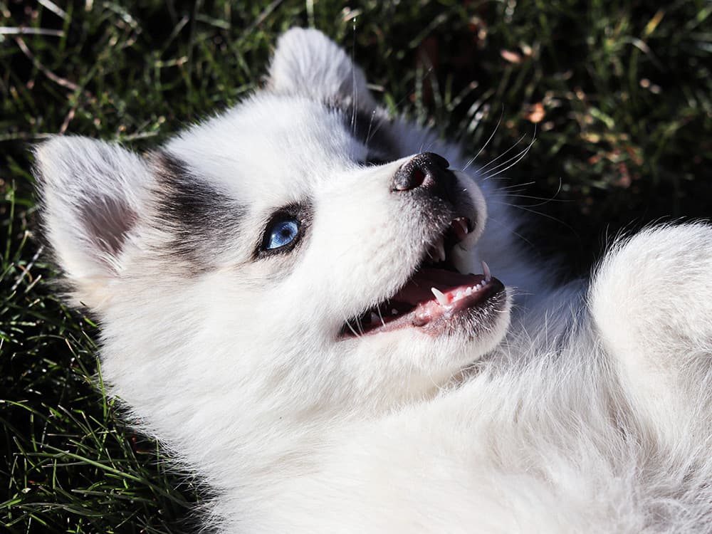 Pomsky Puppy Laying On Back Smiling