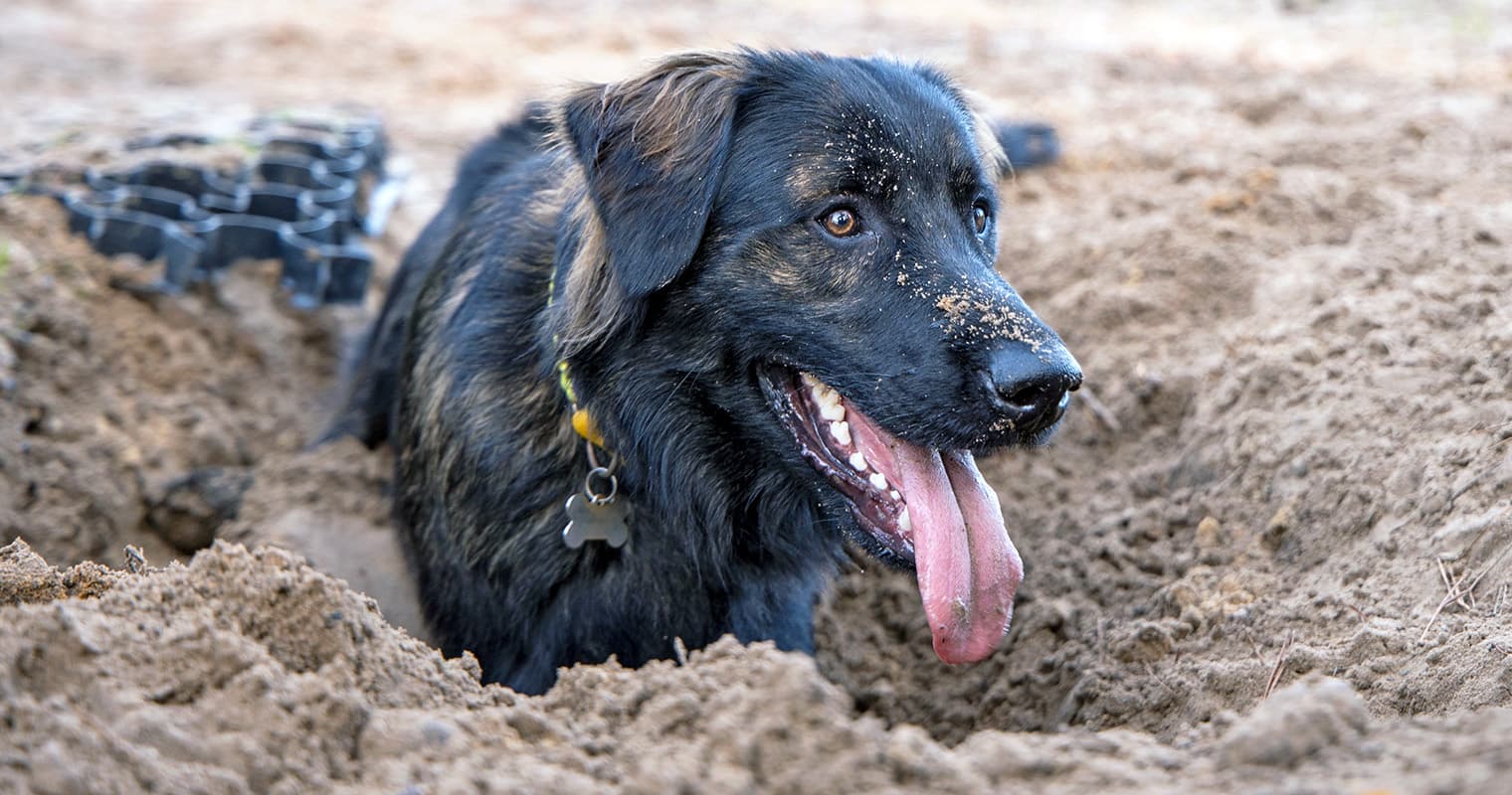 Does Cinnamon Keep Dogs From Digging?