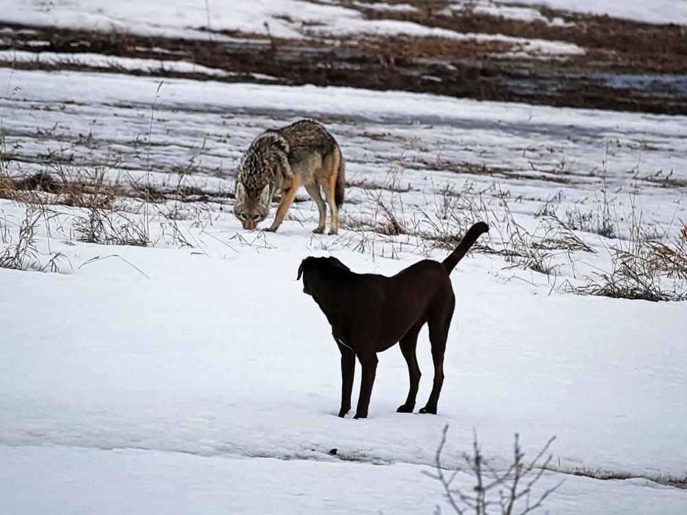 What Happens When a Dog Meets a Coyote
