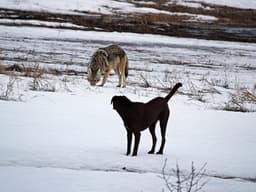 What Happens When a Dog Meets a Coyote