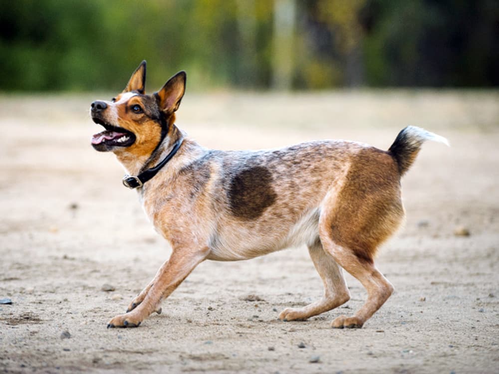 Australian Stuby Tail Cattle Dog outdoor portrait in field.