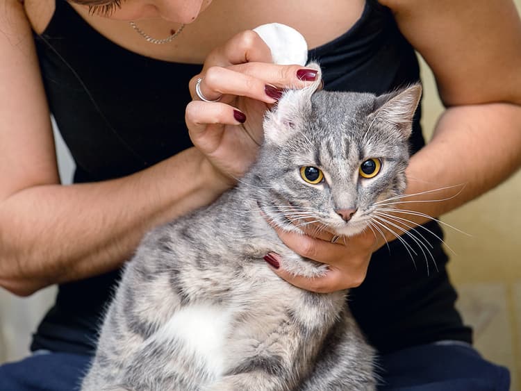 Ear Mites in Cats: When to Worry and Preventative Measures