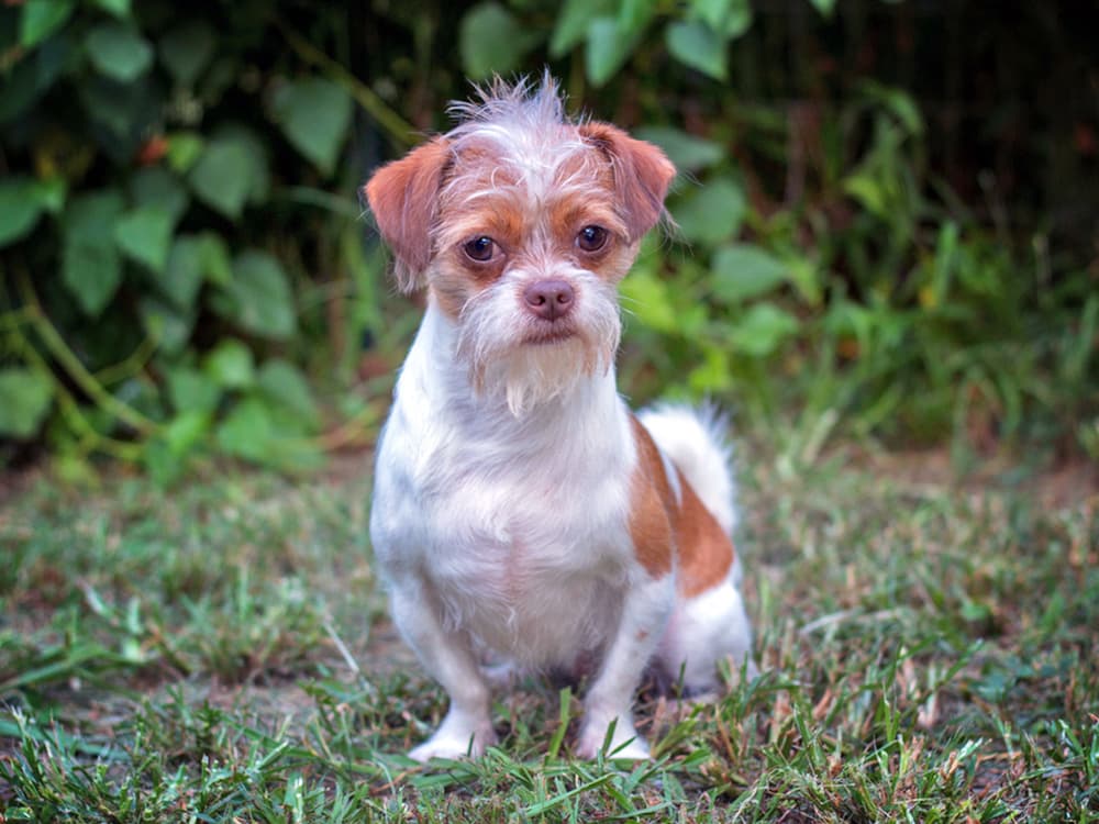 Shichi: Shih Tzu + Chihuahua