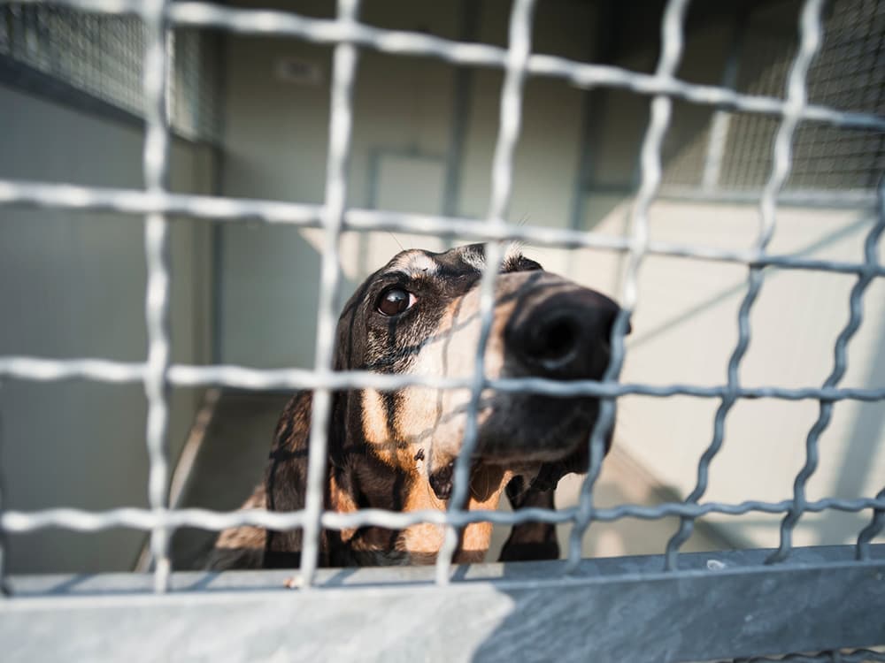 You Know What’s Really Scary? How Many Dogs Need Homes