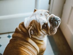 Get Shorty: All You Need to Know About Bulldogs