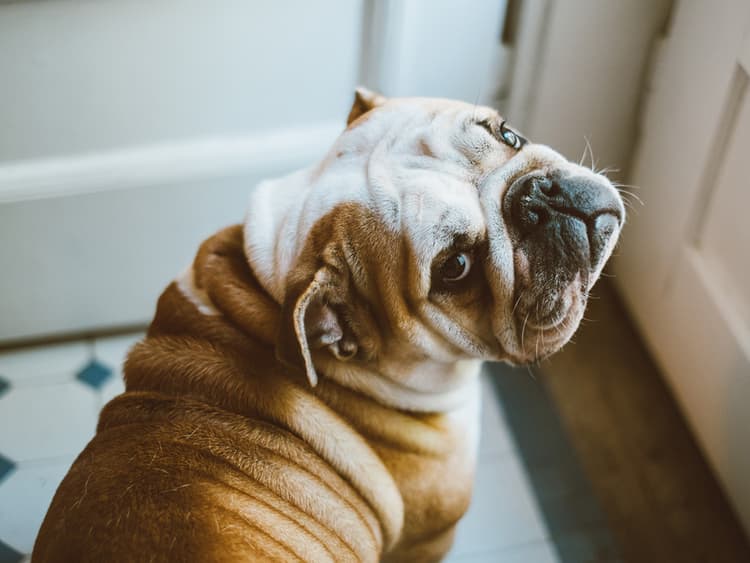 Get Shorty: All You Need to Know About Bulldogs