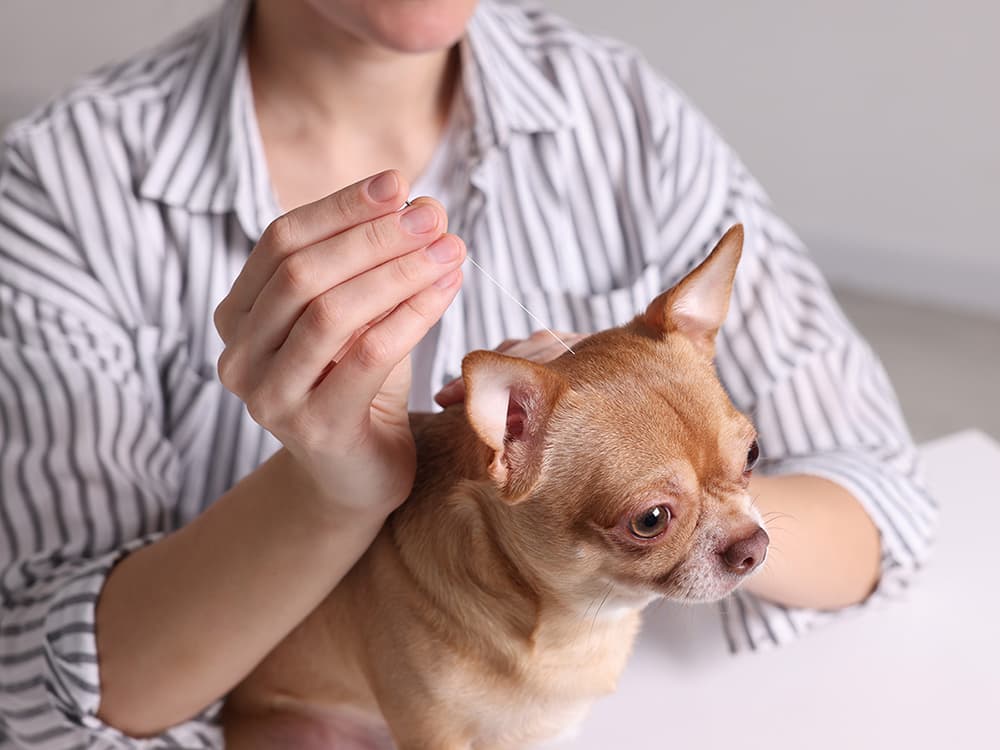 Can Dogs Get Acupuncture?