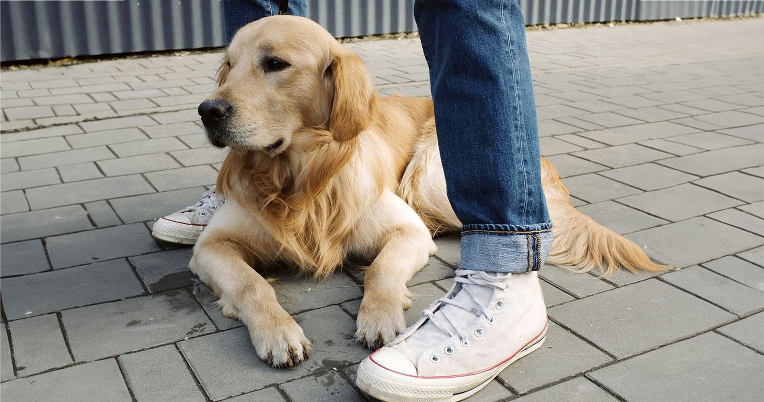 How Do I Surrender My Golden Retriever?