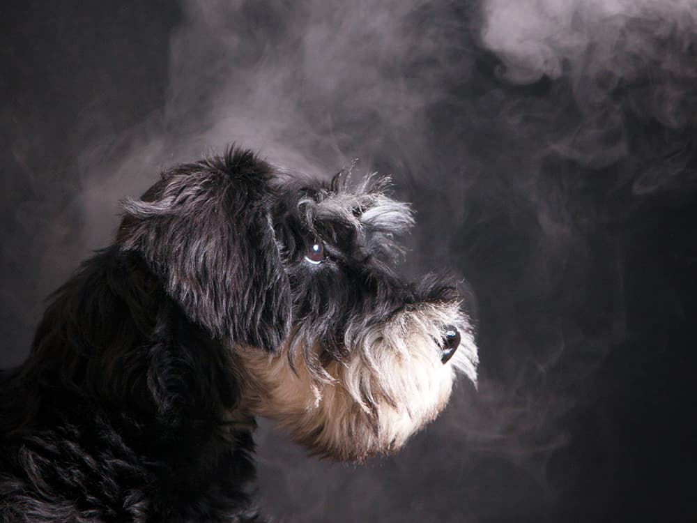Is It OK to Vape Around Your Dog?