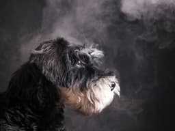 Is It OK to Vape Around Your Dog?