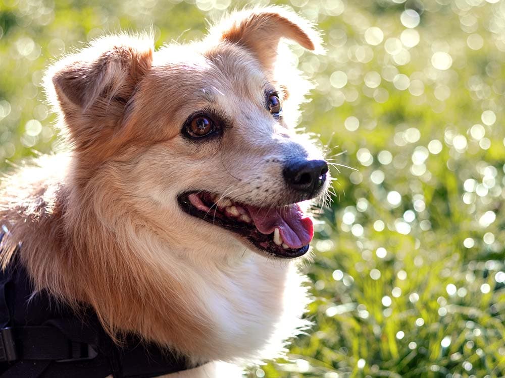 Mutt in grass