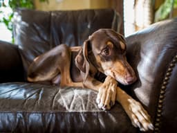 Some Dogs Are Scaredy Cats — And That’s OK